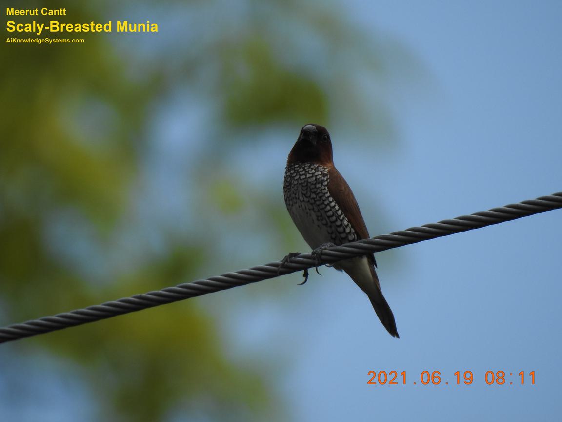 Scaly Breasted Munia (4) Coming Soon